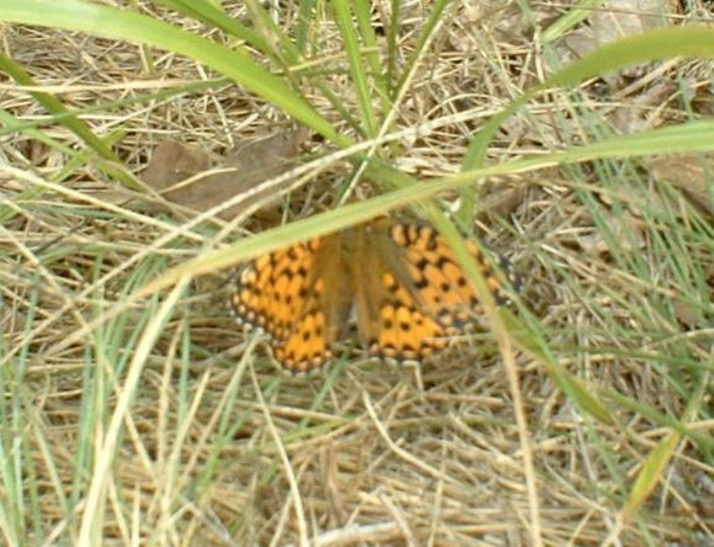 Quale Melitaea? Cfr. Argynnis aglaja